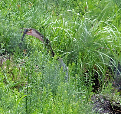 [The bird is standing on the ground in the weeds with its neck and head visible. Clenched within its bill is a fish approximately 6 inches long.]